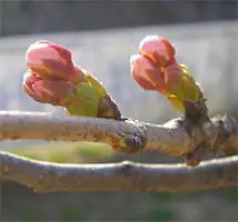 須磨 妙法寺川の桜 まだつぼみです。