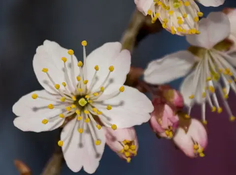 開花した桜の花。花弁も整ってる。神戸市長田区。