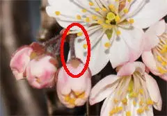 赤丸が花枝の部分。